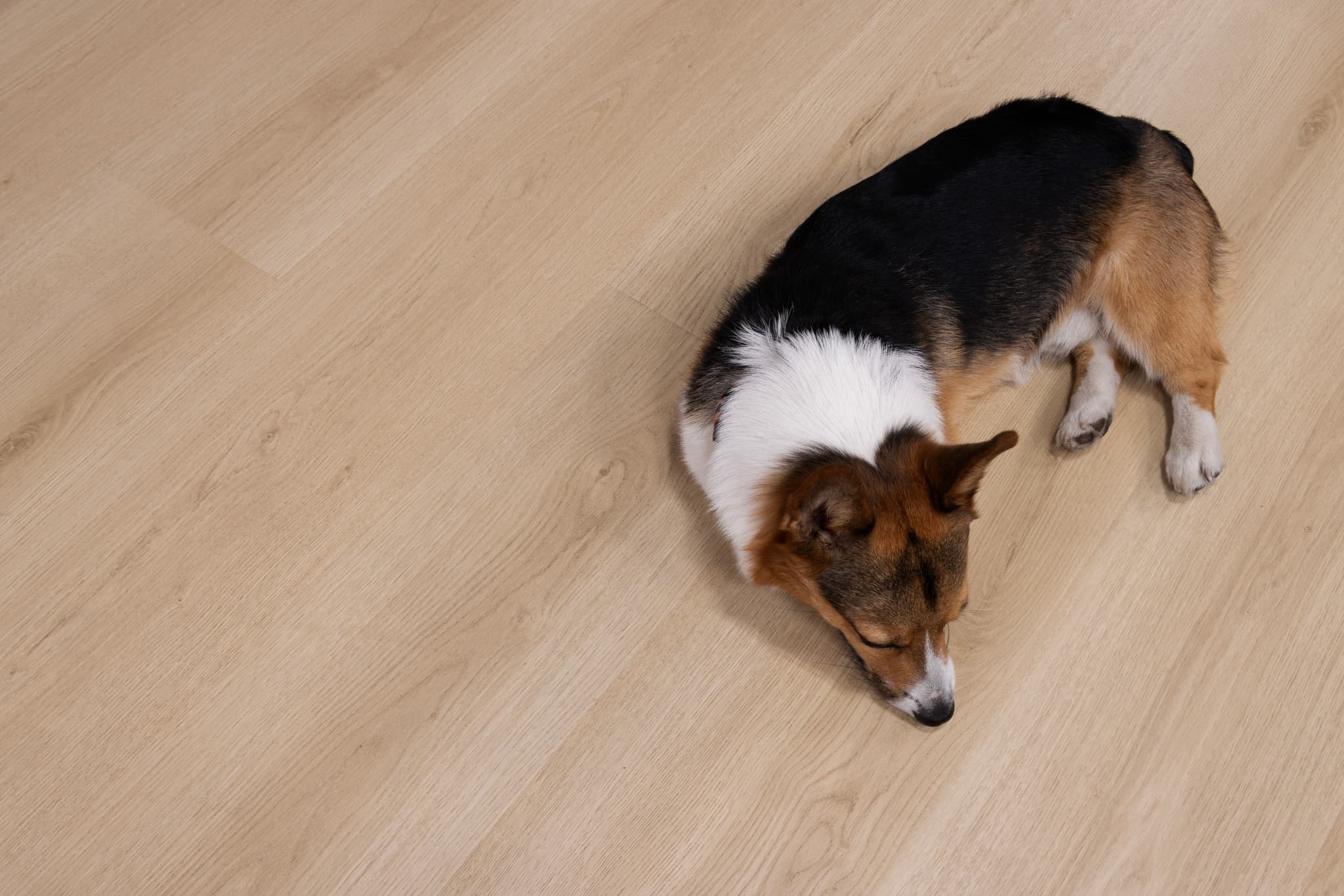 Laminate's Comeback: Why Waterproof Luxury Laminate Is Outselling Basic LVP